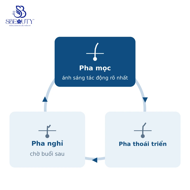 Sơ đồ ba pha chu kỳ mọc lông khi triệt lông chân